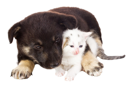 puppy and cat
