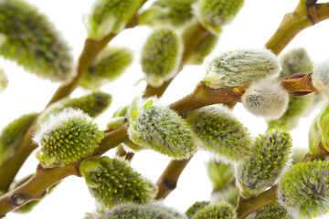 pussy willow branches