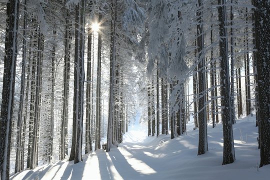 Fototapeta Forest trail among frosted pine trees on a sunny morning