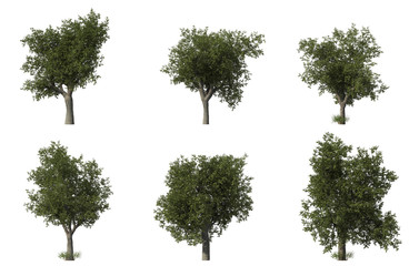 Group of 6 oak trees