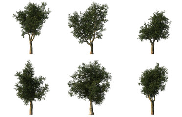Group of 6 platanus trees