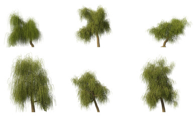 Group of 6 willow trees