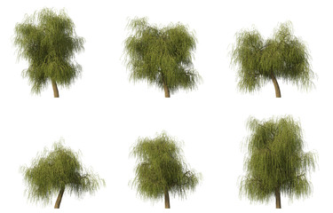 Group of 6 willow trees