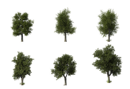 Group of 6 oak trees