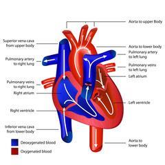 heart blood flow english vector illustration
