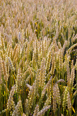 ripe wheat field closeup agricultural background