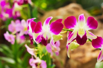 Naklejka na ściany i meble Close up of an Orchid flower
