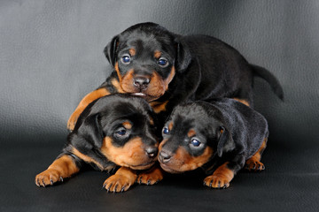 The Miniature Pinscher puppy, 3 weeks old © PozitivStudija