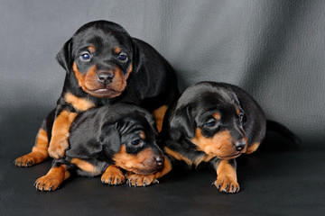 Fototapeta premium The Miniature Pinscher puppy, 3 weeks old