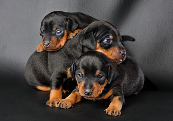 The Miniature Pinscher puppy, 3 weeks old