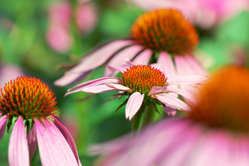 Echinacea flower