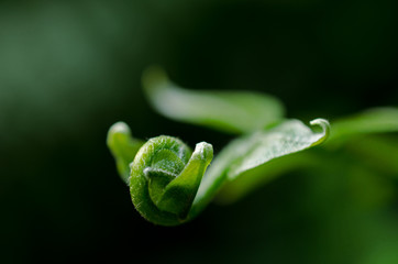 Close up of a curled green leaf.