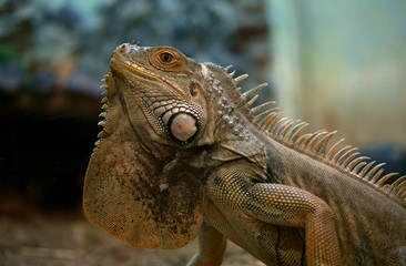 iguana