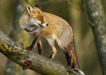 Red Fox in a tree