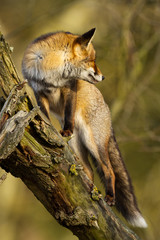 Red Fox in a tree