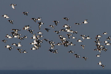 Flock of eurasian Oyster catchers in flight