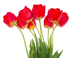 red tulips bouquet