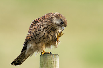 Common European Kestrel