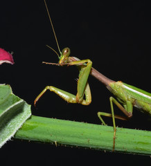 portrait of praying mantis cleaning oneself