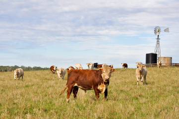 Cows in Australia
