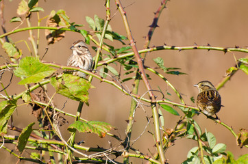 Pair of White-Crowned Sparrow Perched in Thorny Bush