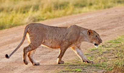 African Lioness in the Maasai Mara National Park, Kenya