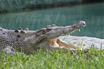 Crocodile with open mouth.