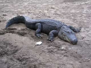 Feeding American Crocodile - crocodylus acutus.