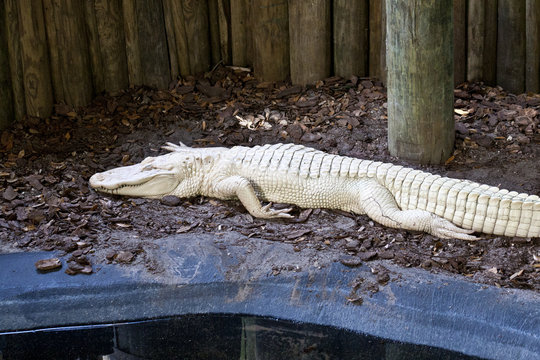 Albino Alligator