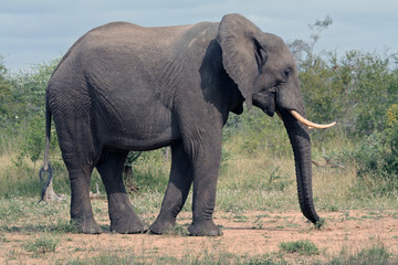Fototapeta na wymiar Słoń afrykański w Busha