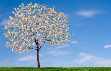 Fototapeta na wymiar Pieniądze drzewa na błękitne niebo, i trawiaste Field