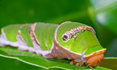 green caterpillar on leaf