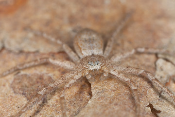 Hunting spider on wood, macro photo