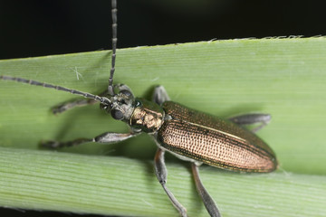 Reed beetle, donacia aquatica on leaf, macro photo
