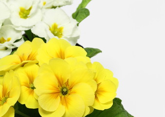 黄色いプリムラの花