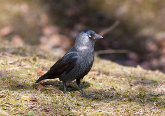 jackdaw in the spring