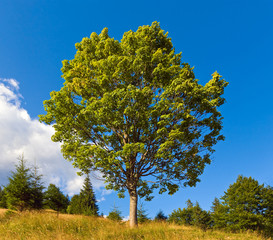 Lonely tree on summer mountain