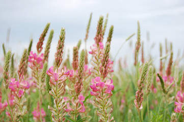 Fototapeta premium field