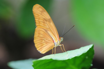 Dryas iulia