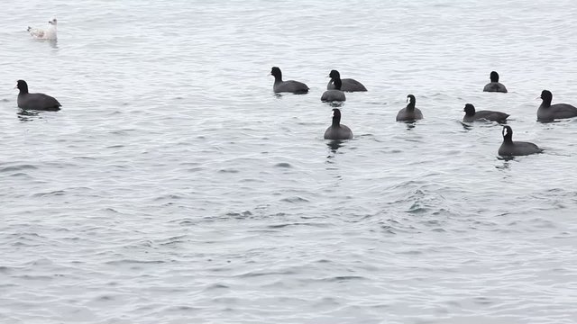 Black duck on sea waves, Pampean dive (Netta peposaca)