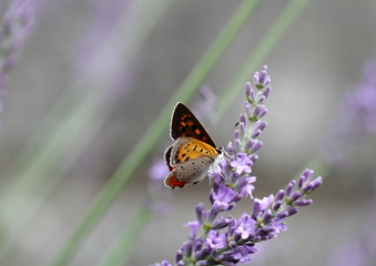 ラベンダーの蜜を吸うベニシジミ