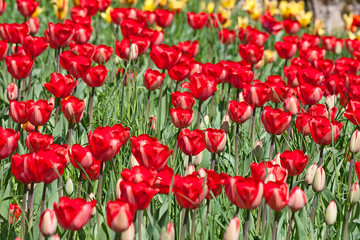 Tulips