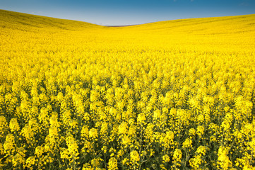 Yellow field rapeseed in bloom