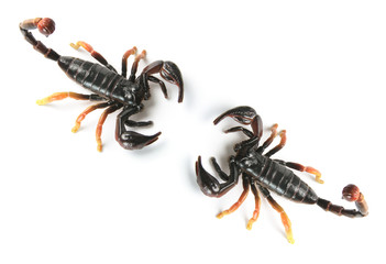 Toy Scorpions