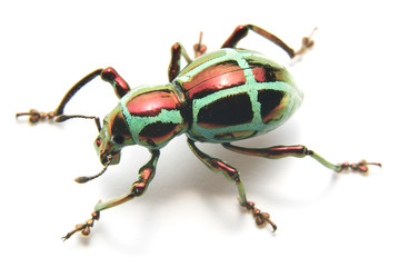 Pachyrrhynchs sp. © seiyoh