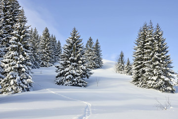 Winterwald
