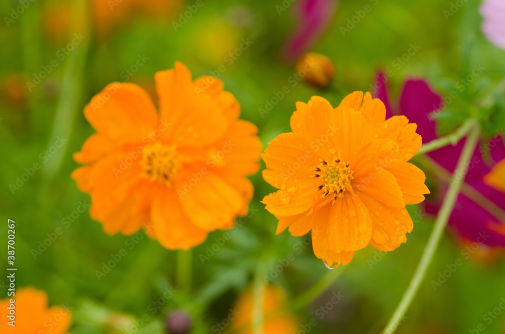 Wall mural two orange cosmos flowers