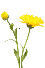Yellow flower and bud of calendula - obrazy, fototapety, plakaty