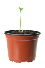 Young Plant in Pot