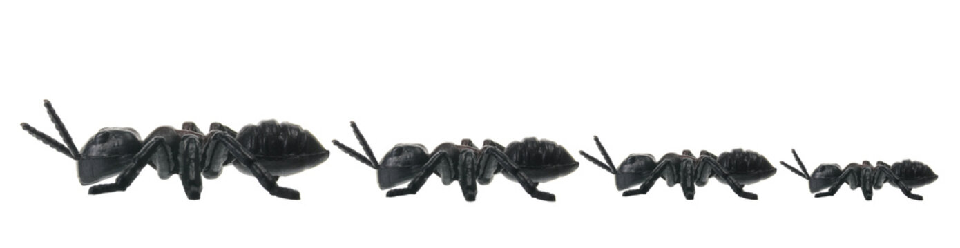 Line of Toy Ants